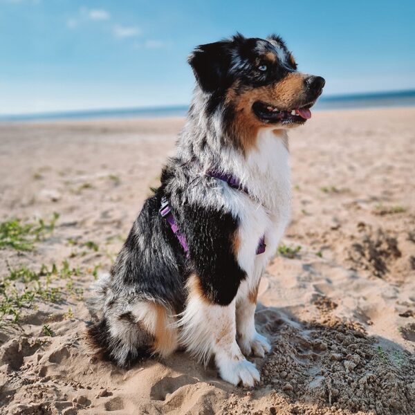 Waterproof harnesses for dogs