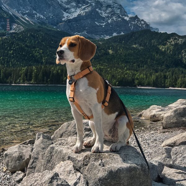 Waterproof harnesses for dogs