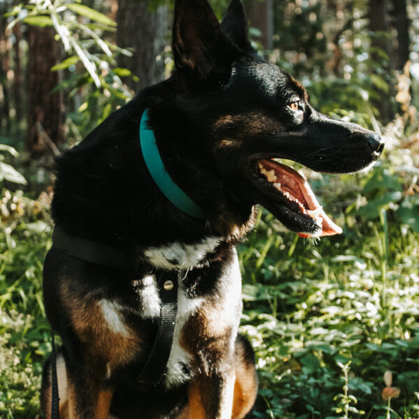 Kakla siksna ar metāla sprādzi Hunter Green krāsā.