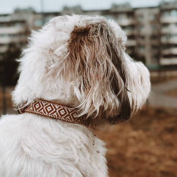 Kakla siksna suņiem "Wooly"