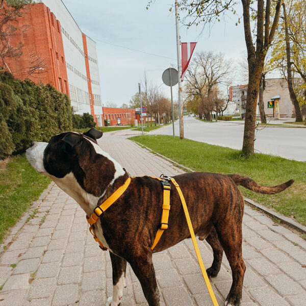 Ūdensizturīgi iemaukti suņiem