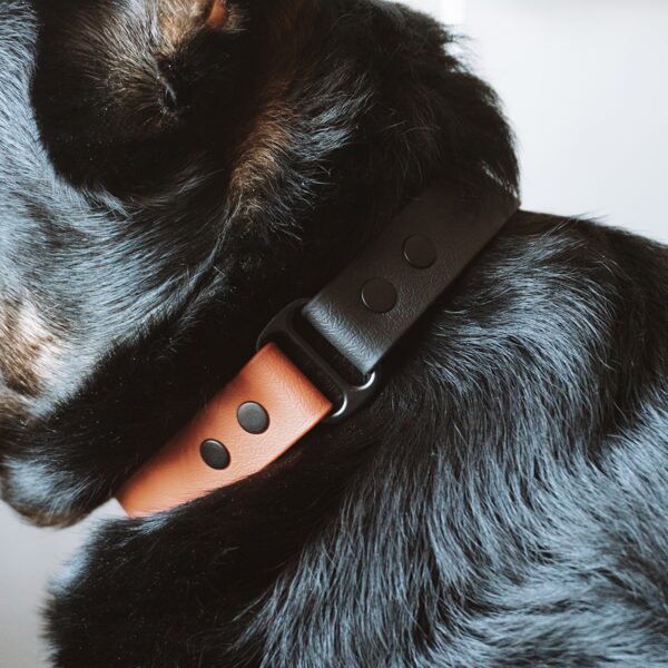 Two tone collar