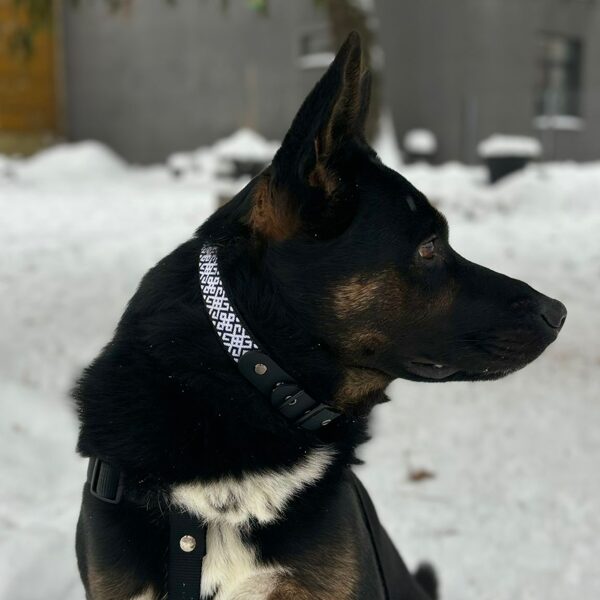 Latvian dog collar