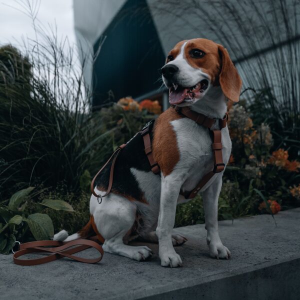 Waterproof harness & hands free leash