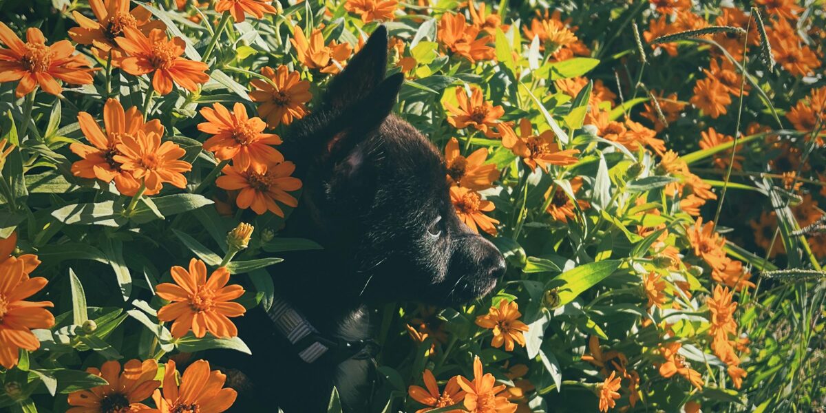 Suns Jāņos – Kā padarīt svētkus drošus un patīkamus visiem!