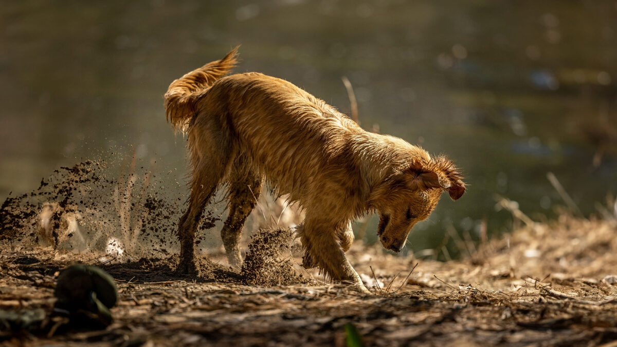 Why You Shouldn’t Let Your Dog Wear a Dirty Collar or Harness